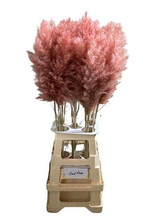 <h4>Cortederia Old Pink 95 Cm</h4>