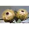 Protea Ice Queen