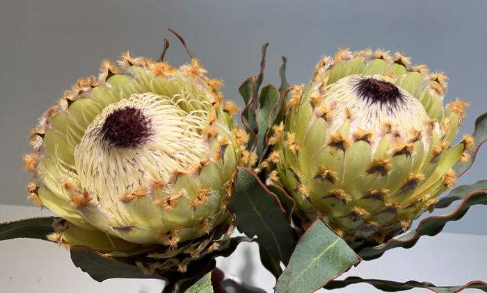 Protea Ice Queen