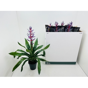 Aechmea Blue Rain 15Ø 70cm