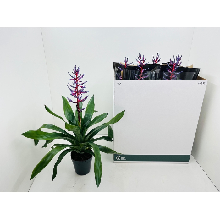 <h4>Aechmea Blue Rain 15Ø 70cm</h4>