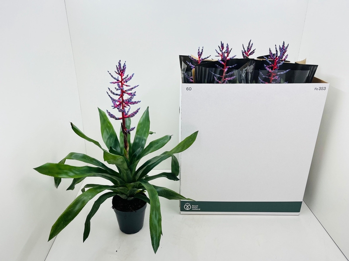 Aechmea Blue Rain 15Ø 70cm