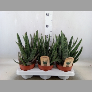 Gasteria