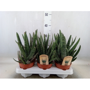 Gasteria
