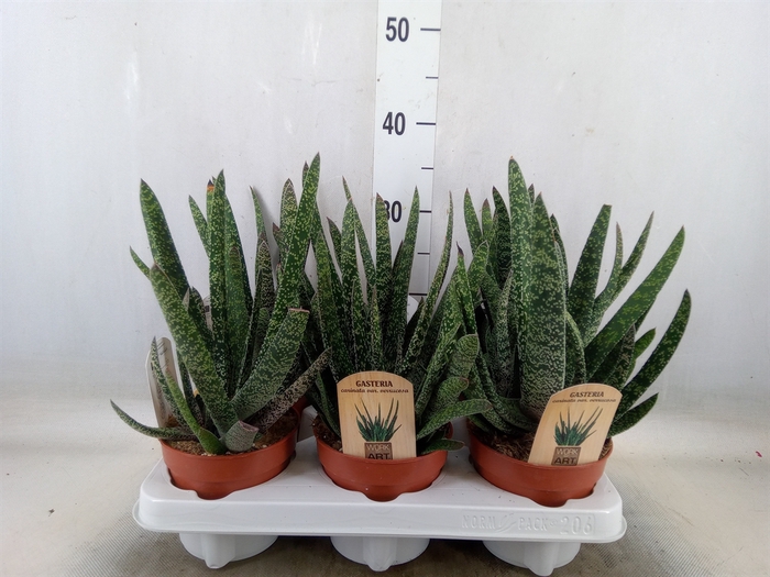 <h4>Gasteria</h4>