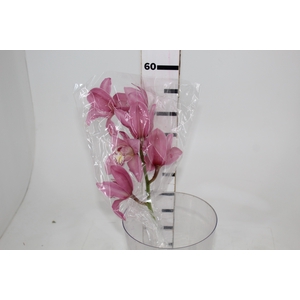 CYMBIDIUM HT 5/9 FLS ROSA