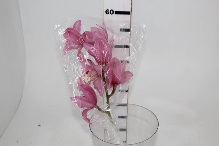 <h4>CYMBIDIUM HT 5/9 FLS ROSA</h4>