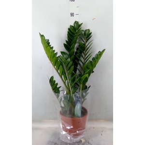 Zamioculcas zamiifolia