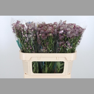 Astrantia Star Of Africa