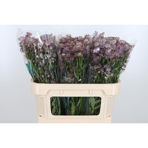 Astrantia Star Of Africa