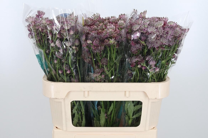 <h4>Astrantia Star Of Africa</h4>