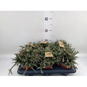 Rhipsalis baccifera subsp. horrida