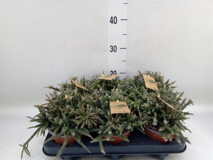 <h4>Rhipsalis baccifera subsp. horrida</h4>