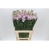 Matthiola Iron Cherry Blossom