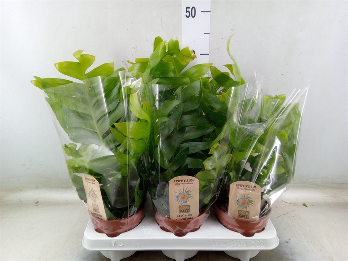 <h4>Epiphyllum   ...</h4>