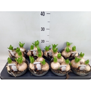 Hyacinthus orie. 'Pearl White'