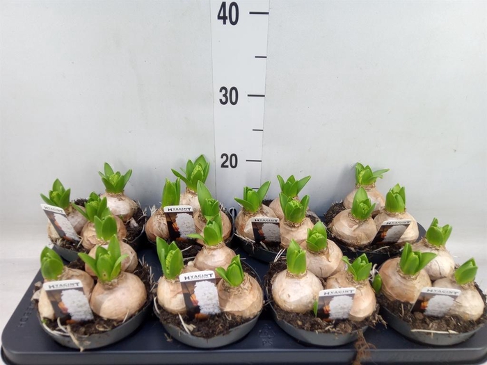 <h4>Hyacinthus orie. 'Pearl White'</h4>