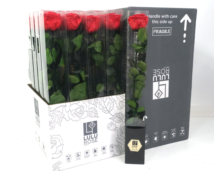 <h4>Rosa Preserved Stem 50cm Passionate Red</h4>