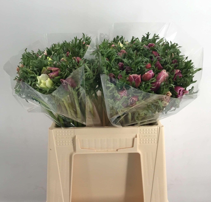 <h4>ANEM EX ASH</h4>