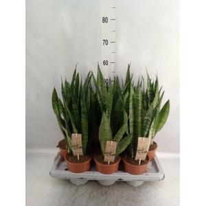 Sansevieria zeylanica