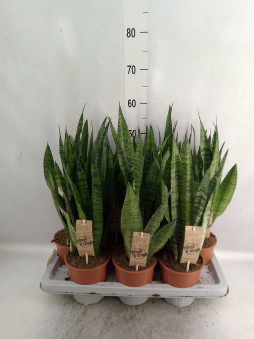 <h4>Sansevieria zeylanica</h4>