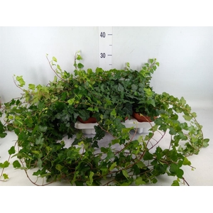 Hedera helix 'Wonder'