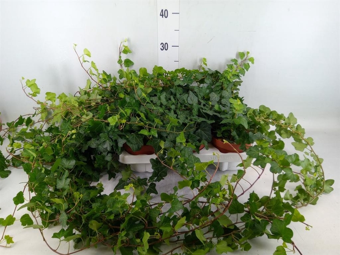 <h4>Hedera helix 'Wonder'</h4>