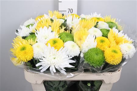 <h4>Chr G Gem Spring Mix</h4>
