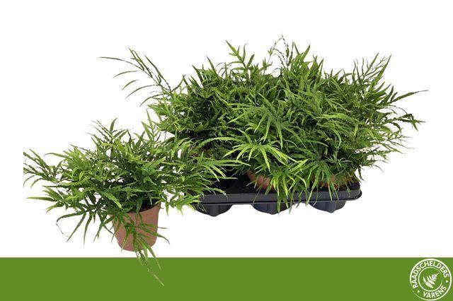 <h4>Pteris   ...</h4>