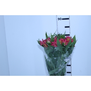 ALSTROEMERIA ALYNA 080 CM
