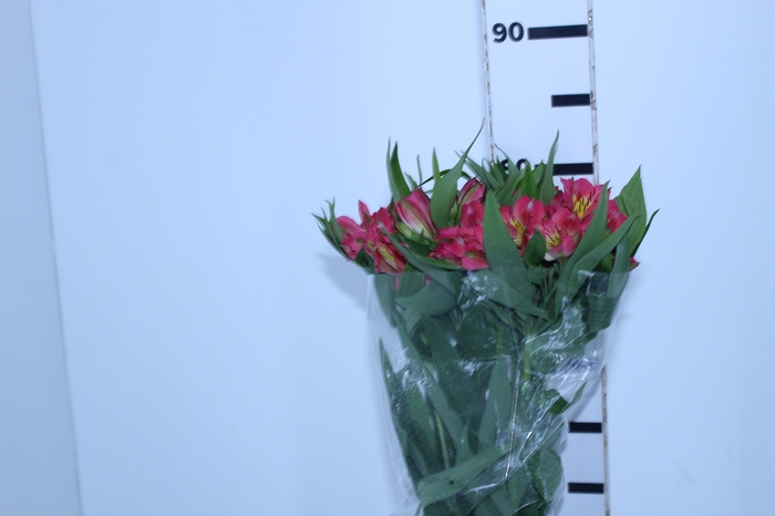ALSTROEMERIA ALYNA 080 CM