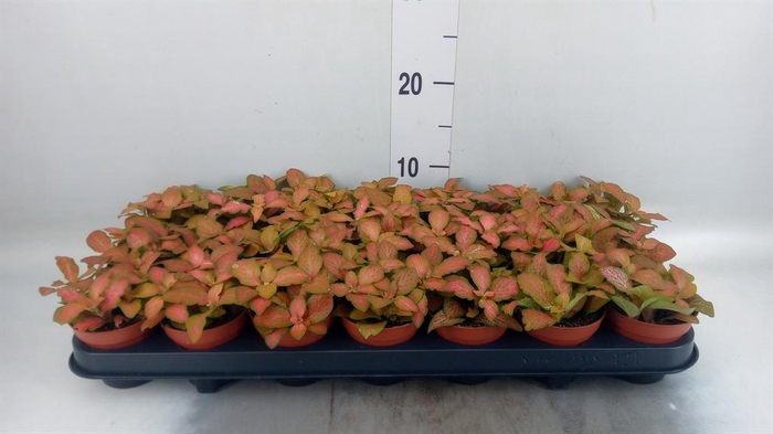 <h4>Fittonia   ...</h4>