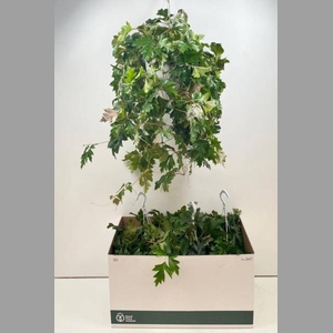 CISSUS RH ELLEN DAN