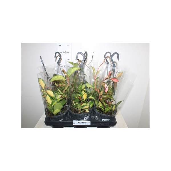 <h4>Hoya C Tricolor Hangpotten</h4>