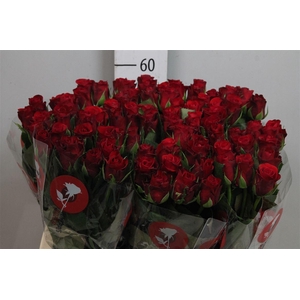 R Gr Red Ribbon
