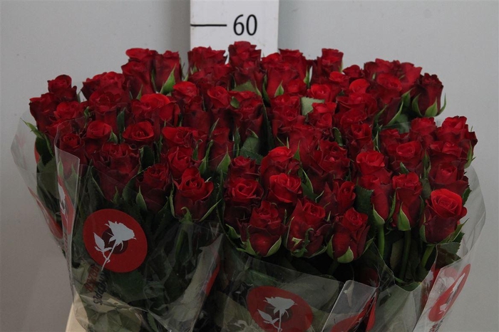 <h4>R Gr Red Ribbon</h4>