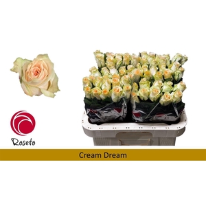 R Gr Cream Dream
