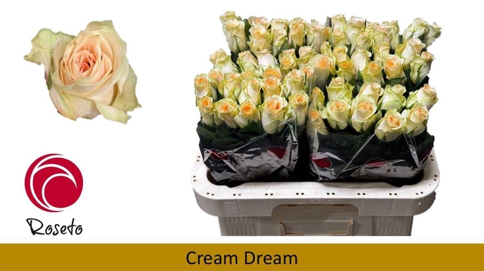 <h4>R Gr Cream Dream</h4>