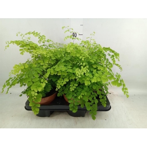 Adiantum raddi. 'Fragrans'