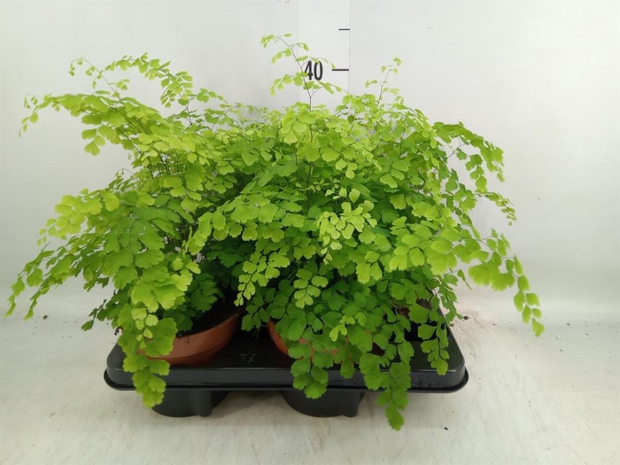 <h4>Adiantum raddi. 'Fragrans'</h4>