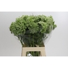 Ammi Visnaga
