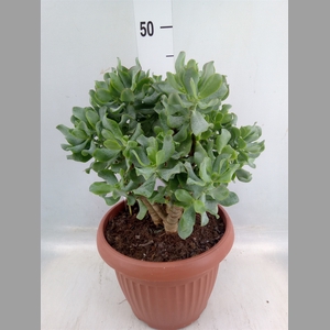 Crassula arborescens subsp. undilat