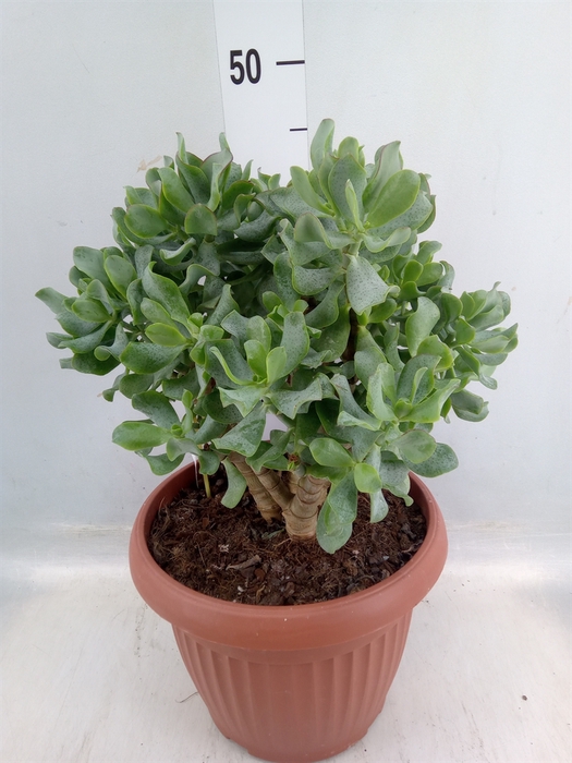 <h4>Crassula arborescens subsp. undilat</h4>