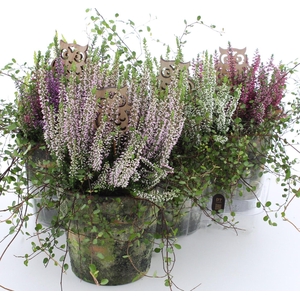 ARR TUINPLANTEN