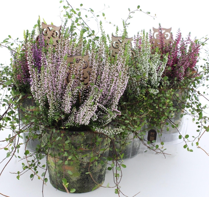 <h4>ARR TUINPLANTEN</h4>