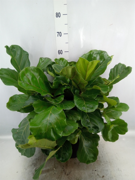 <h4>Ficus lyrata</h4>