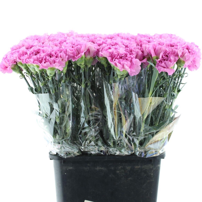 <h4>Di St Akela X 160</h4>