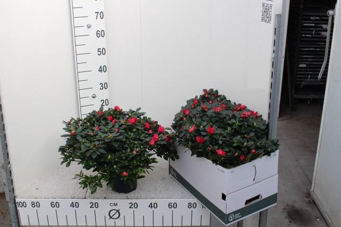 <h4>RHODO SI OTTO</h4>