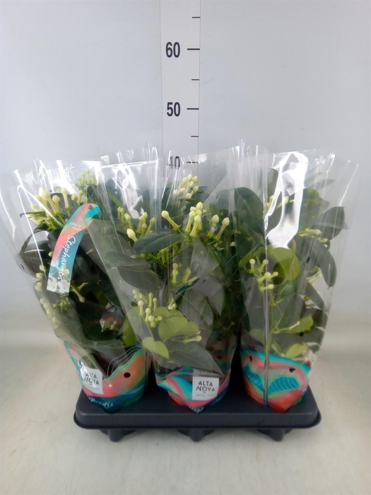 <h4>Stephanotis floribunda   ...</h4>