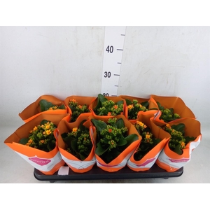 Kalanchoe blos. 'Specialty Cintrin'